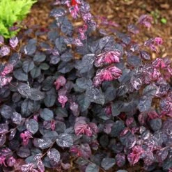 Jazz Hands® Variegated Loropetalum -Arbor Day Foundation Store Jazz Hands loropetalum 4 FGT