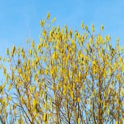 Jefferson Filbert Hazelnut Tree 13 Jefferson Filbert Hazelnut Tree -Arbor Day Foundation Store Jefferson Filbert Hazelnut 4