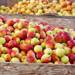 Jonagold Apple Tree -Arbor Day Foundation Store Jonagold Apple 6