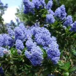 Creeping Mountain Lilac -Arbor Day Foundation Store Joyce Coulter California Lilac 2