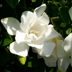 Jubilation™ Gardenia Shrub -Arbor Day Foundation Store Jubilation Gardenia 3