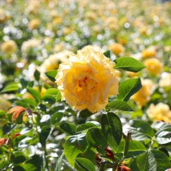 Julia Child Rose 11 Julia Child Rose -Arbor Day Foundation Store Julia Child Rose 4