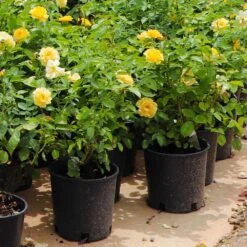 Julia Child Rose 13 Julia Child Rose -Arbor Day Foundation Store Julia Child Rose 7