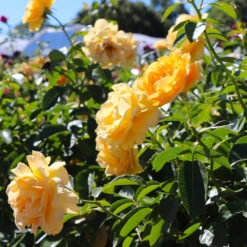Julia Child Rose Tree 10 Julia Child Rose Tree -Arbor Day Foundation Store Julia Child Rose Tree 8
