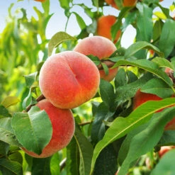 June Gold Peach Tree -Arbor Day Foundation Store June Gold peaches 1