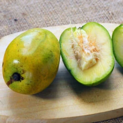 June Plum Tree -Arbor Day Foundation Store June Plum 5