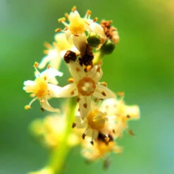 June Plum Tree -Arbor Day Foundation Store June Plum 6