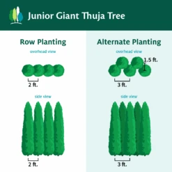 Junior Giant Thuja Tree 10 Junior Giant Thuja Tree -Arbor Day Foundation Store JuniorGiantThujaTree
