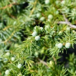 Blue Pacific Juniper -Arbor Day Foundation Store Juniper Blue Pacific 1