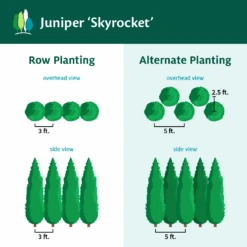 Skyrocket Junipers -Arbor Day Foundation Store Juniper Skyrocket