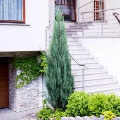 Skyrocket Junipers -Arbor Day Foundation Store Juniper Skyrocket 6 FGT