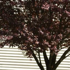 KV' Flowering Plum Tree -Arbor Day Foundation Store KV Flowering Plum 5