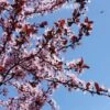 KV' Flowering Plum Tree -Arbor Day Foundation Store KV Flowering Plum 600x600 89632e46 42a7 49d4 8efd 044942922e58