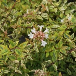 Kaleidoscope Abelia Shrub -Arbor Day Foundation Store Kaleidoscope Abelia 2 FGT
