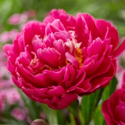 Karl Rosenfield Peony -Arbor Day Foundation Store Karl Rosenfield Peony 1