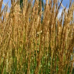 Karl Foerster Grass 8 Karl Foerster Grass -Arbor Day Foundation Store Karl Foerster Grass 2