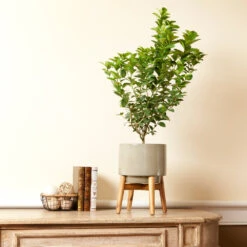 Meyer Lemon + Key Lime Bush Pack 12 Meyer Lemon + Key Lime Bush Pack -Arbor Day Foundation Store Key Lime Bush 4 e63a67f8 53df 467e af90 ae9e06436ddf