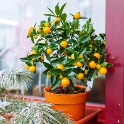 Arbor Day Foundation Store -Arbor Day Foundation Store Kishu Mandarin Tree 1