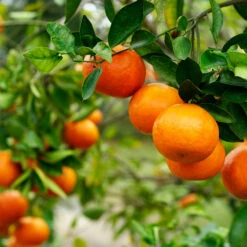 Kishu Mandarin Tree (Seedless) -Arbor Day Foundation Store Kishu Mandarin Tree 4