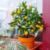 Kishu Mandarin Tree (Seedless) -Arbor Day Foundation Store Kishu Mandarin Tree FGT 600x600 5a7b87ec 6918 47ba a5a5 e5ed1b7bfa36