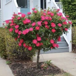 Knock Out® Rose Tree -Arbor Day Foundation Store Knockout Rose Tree Red 2 FGT