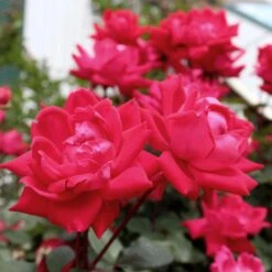 Knock Out® Rose Tree -Arbor Day Foundation Store Knockout Rose Tree Red 4 FGT
