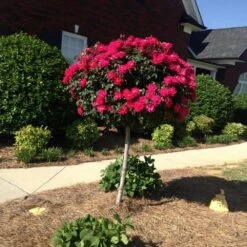 Knock Out® Rose Tree -Arbor Day Foundation Store Knockout Rose Tree Red FGT
