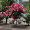 Knock Out® Rose Tree -Arbor Day Foundation Store Knockout Rose Tree Red FGT 600x600 5719ae0c cb19 49f9 a38a 85fd12c97728