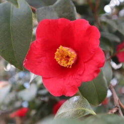Korean Fire Camellia Shrub -Arbor Day Foundation Store Korean Fire Camellia 3