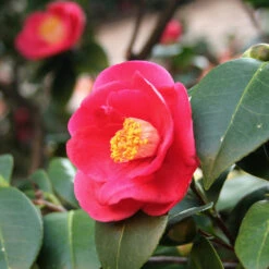 Korean Fire Camellia Shrub -Arbor Day Foundation Store Korean Fire Camellia 5 FGT