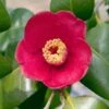Korean Fire Camellia Shrub -Arbor Day Foundation Store Korean Fire Camellia FGT 600x600 a9e192f0 5d14 41bb 81e0 69b14654d63e