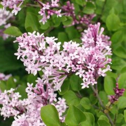 Dwarf Korean Lilac Shrub -Arbor Day Foundation Store Korean Lilac 2