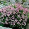 Dwarf Korean Lilac Shrub -Arbor Day Foundation Store Korean Lilac FGT 600x600 8cfa1410 4cb3 4a6e 99ec b2066384e7da