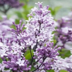 Dwarf Korean Lilac Tree -Arbor Day Foundation Store Korean Lilac Tree 2 BB