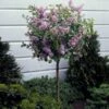 Dwarf Korean Lilac Tree -Arbor Day Foundation Store Korean Lilac Tree 3 BB 600x600 22baf837 6d5e 480e 8be0 394b92f5c239