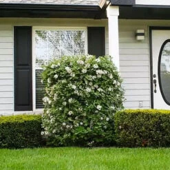 Korean Spice Viburnum Shrub -Arbor Day Foundation Store Korean Spice Viburnum 1