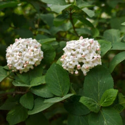 Korean Spice Viburnum Shrub -Arbor Day Foundation Store Korean Spice Viburnum 3