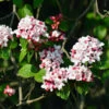 Korean Spice Viburnum Shrub -Arbor Day Foundation Store Korean Spice Viburnum 600x600 bf51b000 59e7 42b2 805e ab2fc59182f2