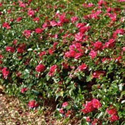 Kramers Camellia Shrub 9 Kramers Camellia Shrub -Arbor Day Foundation Store Kramers Camellia FGT 1