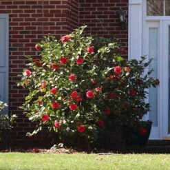 Kramers Camellia Shrub 8 Kramers Camellia Shrub -Arbor Day Foundation Store Kramers Camellia FGT 5