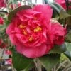 Kramers Camellia Shrub -Arbor Day Foundation Store Kramers Camellia FGT 600x600 b6ff6f90 18d4 4af6 8a42 ce6318e1b77d