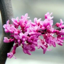 Lavender Twist® Weeping Redbud Tree -Arbor Day Foundation Store LAVENDER TWIST THUMB 6e0b03e6 c145 40fa 9261 d759a9ab9546