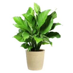 Peace Lily Plant -Arbor Day Foundation Store LIL PEA.10 Beige Delilah