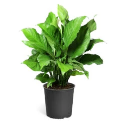 Peace Lily Plant -Arbor Day Foundation Store LIL PEA.10 standard pot