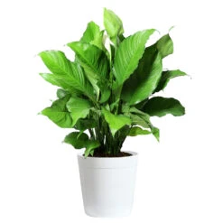 Peace Lily Plant -Arbor Day Foundation Store LIL PEA.10 white Delilah