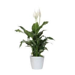 Peace Lily Plant -Arbor Day Foundation Store LIL PEA1 delilah white