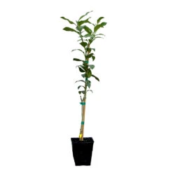 Key Lime Tree 17 Key Lime Tree -Arbor Day Foundation Store LIM KEY 12 QT