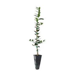 Key Lime Tree 15 Key Lime Tree -Arbor Day Foundation Store LIM KEY 23 C