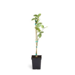 Persian 'Bearss' Lime Tree -Arbor Day Foundation Store LIM PER 12 1QT