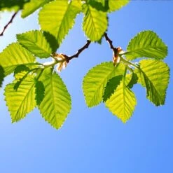 Lacebark Chinese Elm Tree -Arbor Day Foundation Store Lacebark Chinese Elm 1 FGT